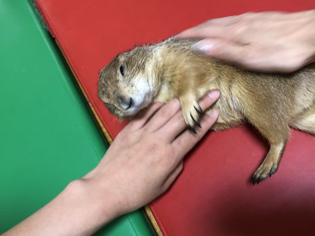 人懐っこい子でした!_Bamboo Palm 本店