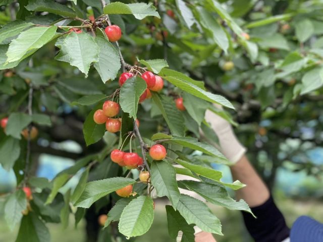 さくらんぼが色づいてきました。_さくらんぼ狩り チェリーガーデンふじい