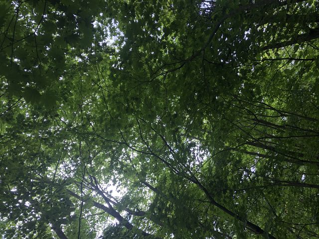 庭園_銀婚湯