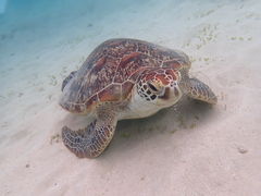 マリンヴィレッジ奄美の写真1