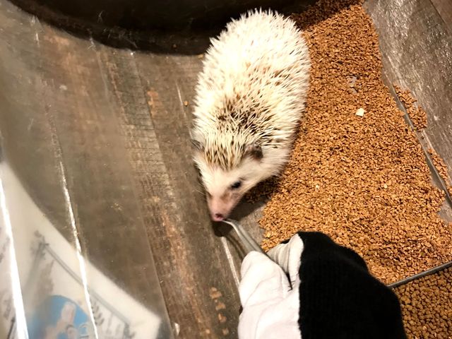 眠そうでもおやつはしっかり食べてくれます。
ピンセットであげるのが難しかったです。_HARRY横浜店