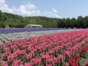 imoheiさんの中富良野町のラベンダーの投稿写真6