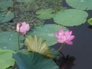 殿さんの伊豆沼・内沼のハスの投稿写真4