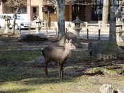 Yanwenliさんの大元公園の投稿写真1