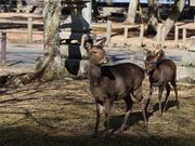 Yanwenliさんの大元公園の投稿写真2