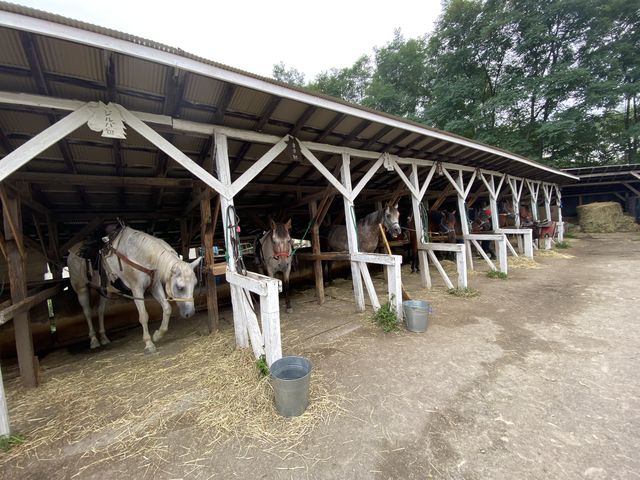 乗せてくれるお馬さん達です♪_フラノトレッキングサポート遊馬