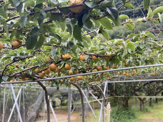 新甘泉水分が多く甘い。持ち帰り一個200円でした。_梨一筋百年さんこうえん