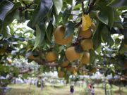 たにぃさんの森田果樹園の投稿写真1