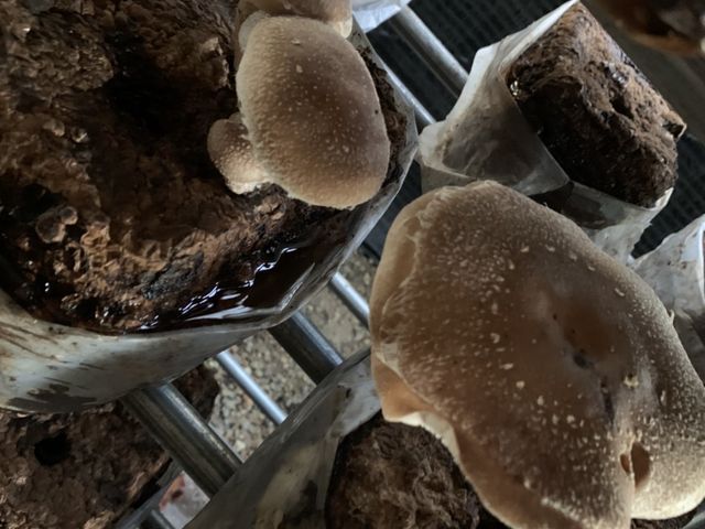 大きい椎茸がたくさんありました。_丹羽農園ささやきファーム