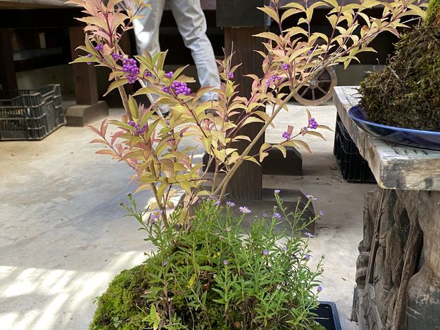 先生作です。
こんなに苔がつくみたいです。_チェリーガーデン野草庵