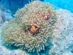 kaさんのDIVING SHOP RYAAANへの投稿写真1