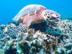 kaさんのDIVING SHOP RYAAANへの投稿写真2