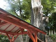 やんまあさんの巳さんの御神木の投稿写真1