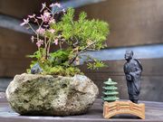 ノリコさんのチェリーガーデン野草庵の投稿写真2