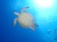 優さんのDIVING SHOP RYAAANへの投稿写真2