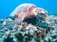 kaさんのDIVING SHOP RYAAANへの投稿写真2