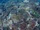 kaさんのDIVING SHOP RYAAANへの投稿写真3