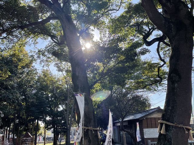 寄り添って立つ2本のタブノキ_習志野の杜 大原神社