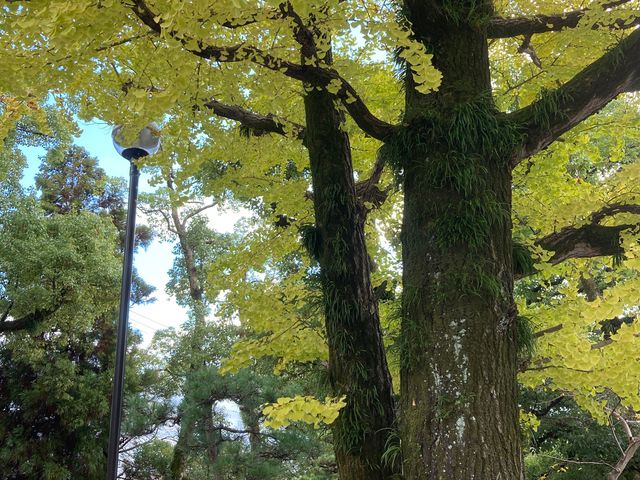八幡神社「大垣の湧水」_八幡神社「大垣の湧水」
