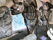 ああああさんの多賀町立博物館の投稿写真1
