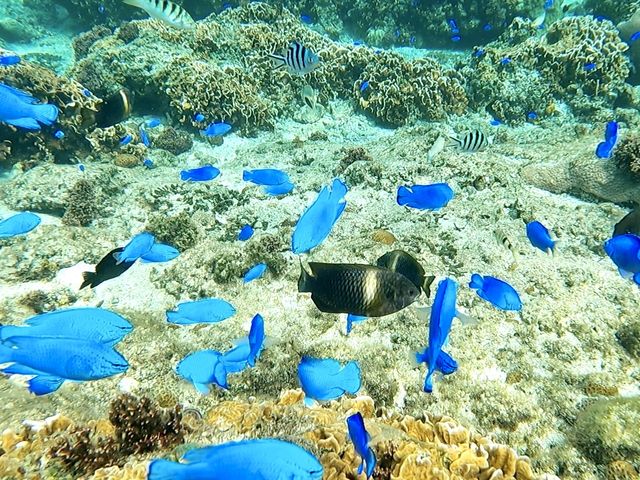 シュノーケリング_SEAJOY