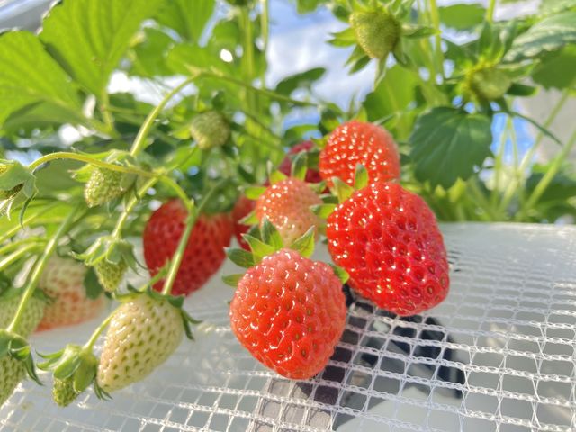 いちご_いちご狩りのベリータウン