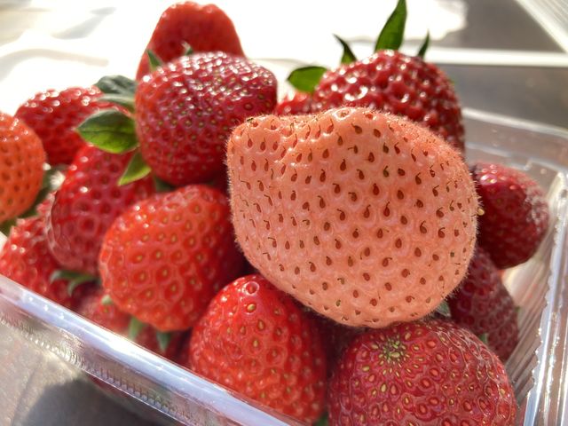 いちご_いちご狩りのベリータウン