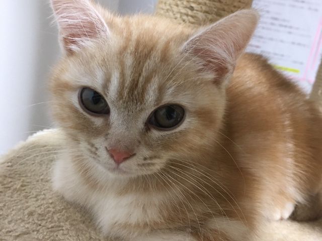 里親さん待ちの子猫_猫カフェ にゃーにゃーにゃー