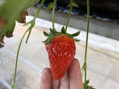 あゆきパパさんのいちごいちえへの投稿写真1