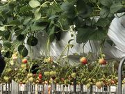 リッツさんのはあと農園の投稿写真1