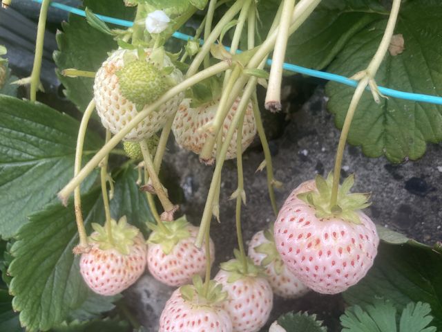 白いちご_原文農園