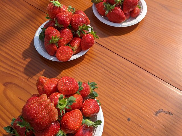 美味しい苺
_彩の苺園