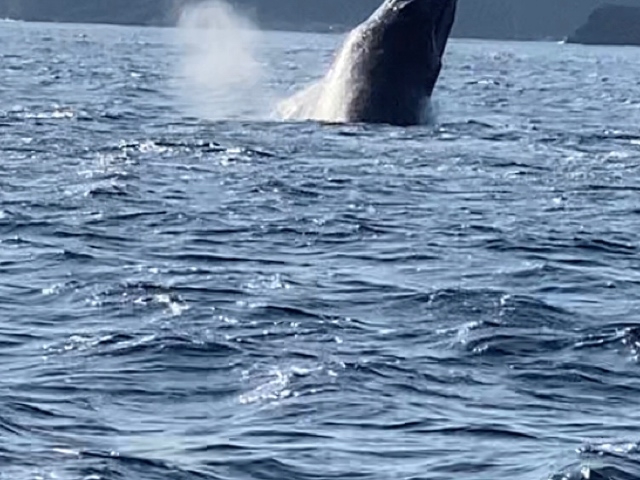 クジラのジャンプ!_THE SCENE