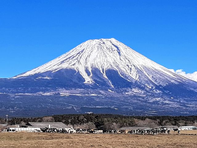 富士山と牛_朝霧高原