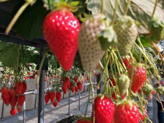 大きくて甘いイチゴが沢山なってました_いちごらんど中西