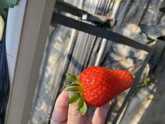 蒲郡オレンジパークの写真1