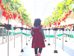 江間いちご狩りセンターの写真1