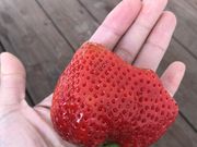 さきちゃんさんの白木のいちご しあわせもんの投稿写真1