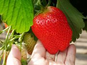 kaorinさんのいちごやさんの投稿写真1
