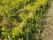 あきぼうさんの菜な畑ロード2018の投稿写真1