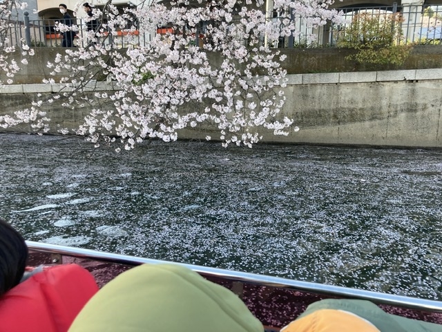 桜の木が川面の近くに_レクトラベル