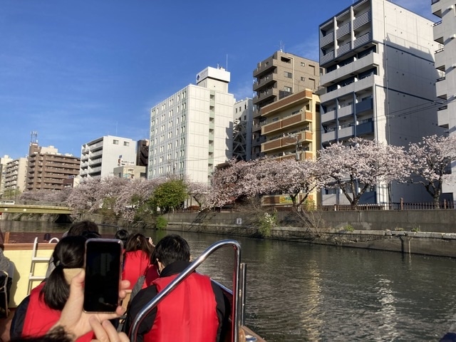 川沿いの桜並木_レクトラベル