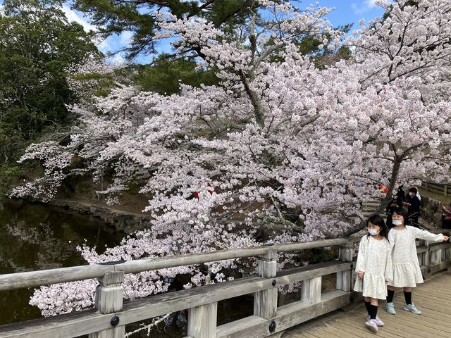 人力車で浮見堂
桜大当たり_人力車えびす屋奈良