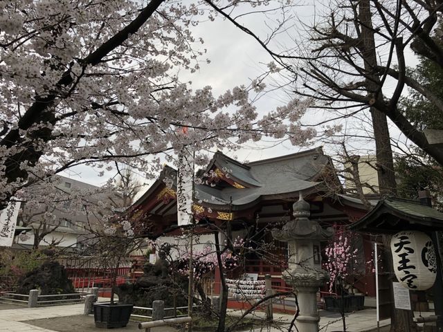 荒川区 素盞雄神社 天王様 桜 桃 雛壇_素戔雄神社
