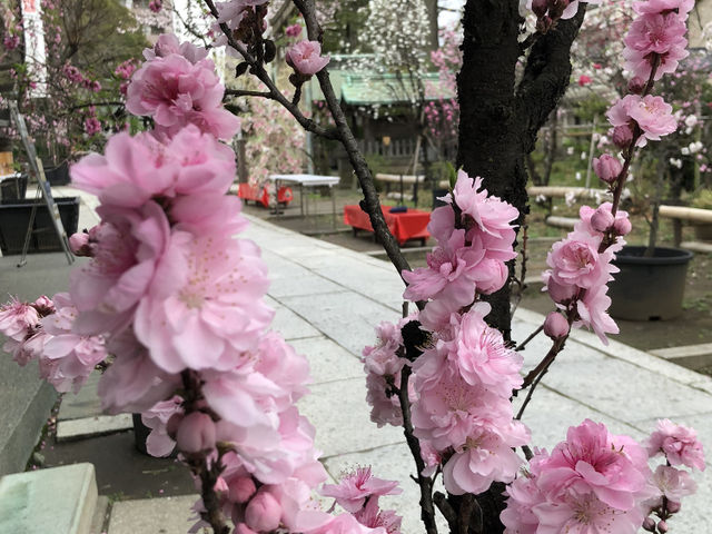 荒川区 素盞雄神社 天王様 桜 桃 雛壇_素戔雄神社