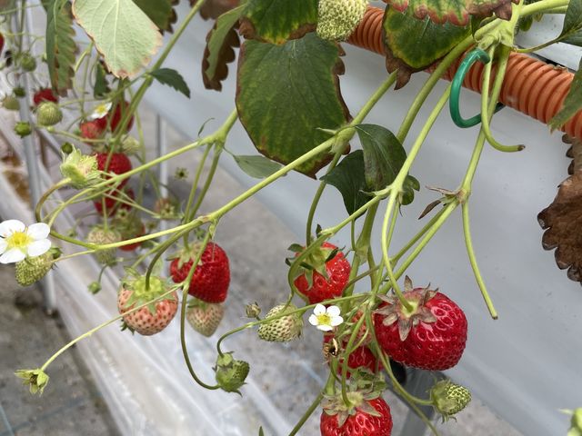 広島市内でいちご狩りは珍しいですし、いちごは美味しいです。_苺ファームべりふる