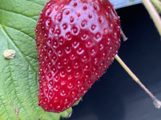 ツヤツヤです_石田農園