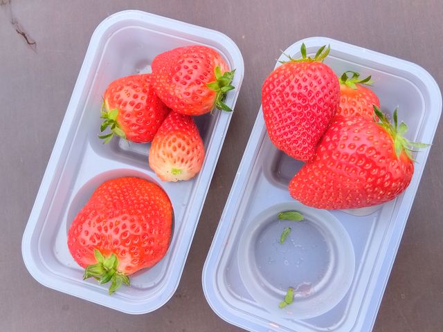 甘いイチゴ_アンデルセンいちご農園