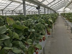 ちぃさんの苺や本舗への投稿写真1