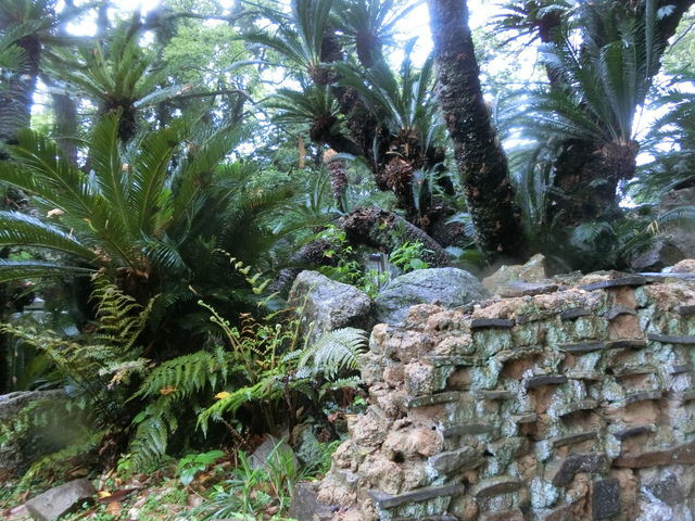 やんまあさんの賀茂神社のソテツの投稿写真1